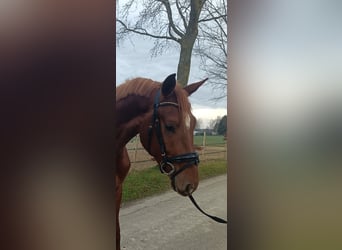 KWPN, Caballo castrado, 3 años, 168 cm, Alazán