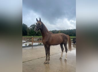 KWPN, Caballo castrado, 3 años, 168 cm, Alazán