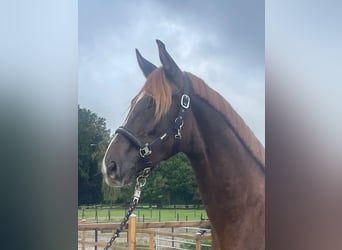 KWPN, Caballo castrado, 3 años, 168 cm, Alazán