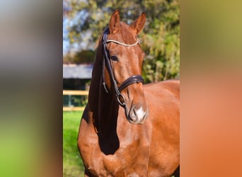 KWPN, Caballo castrado, 3 años, 168 cm, Alazán-tostado