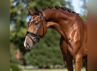 KWPN, Caballo castrado, 3 años, 168 cm, Alazán-tostado