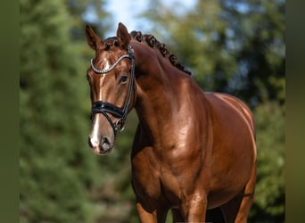 KWPN, Caballo castrado, 3 años, 168 cm, Alazán-tostado