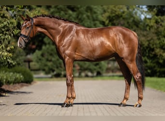KWPN, Caballo castrado, 3 años, 168 cm, Alazán-tostado