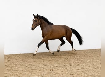 KWPN, Caballo castrado, 3 años, 168 cm, Castaño