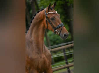 KWPN, Caballo castrado, 3 años, 168 cm, Castaño KWPN, Caballo castrado, 3 años, 168 cm, Castaño