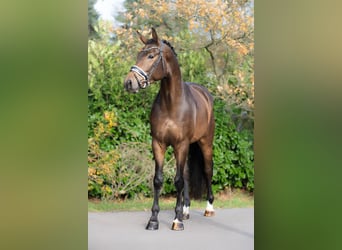 KWPN, Caballo castrado, 3 años, 168 cm, Castaño