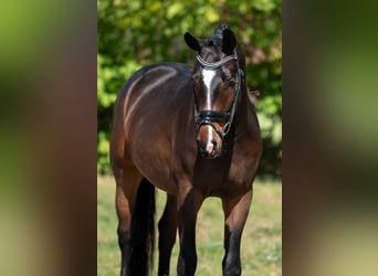 KWPN, Caballo castrado, 3 años, 168 cm, Castaño