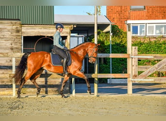 KWPN, Caballo castrado, 3 años, 168 cm, Castaño