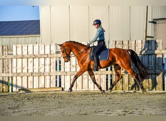 KWPN, Caballo castrado, 3 años, 168 cm, Castaño