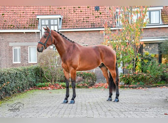 KWPN, Caballo castrado, 3 años, 168 cm, Castaño