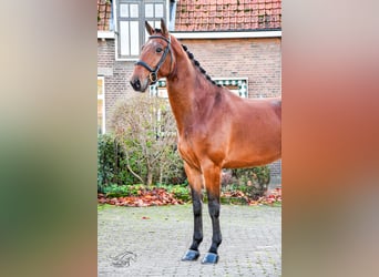 KWPN, Caballo castrado, 3 años, 168 cm, Castaño