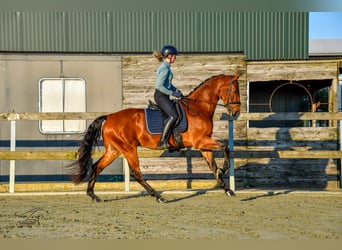 KWPN, Caballo castrado, 3 años, 168 cm, Castaño