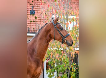 KWPN, Caballo castrado, 3 años, 168 cm, Castaño