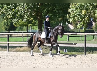 KWPN, Caballo castrado, 3 años, 168 cm, Castaño oscuro