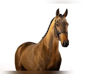 KWPN, Caballo castrado, 3 años, 168 cm, Castaño oscuro