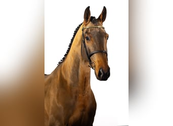 KWPN, Caballo castrado, 3 años, 168 cm, Castaño oscuro