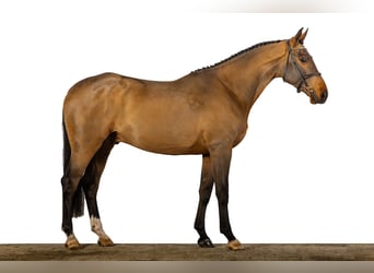 KWPN, Caballo castrado, 3 años, 168 cm, Castaño oscuro