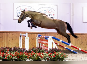 KWPN, Caballo castrado, 3 años, 168 cm, Castaño oscuro