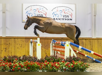 KWPN, Caballo castrado, 3 años, 168 cm, Castaño oscuro