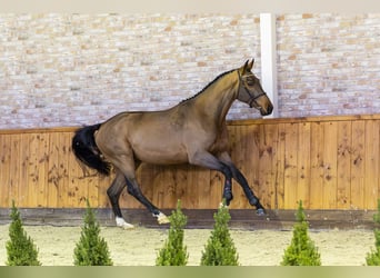 KWPN, Caballo castrado, 3 años, 168 cm, Castaño oscuro