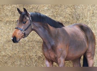 KWPN, Caballo castrado, 3 años, 168 cm, Castaño oscuro