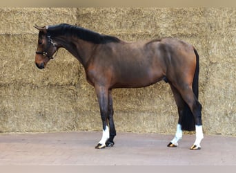 KWPN, Caballo castrado, 3 años, 168 cm, Castaño oscuro