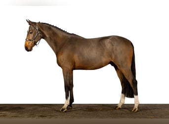 KWPN, Caballo castrado, 3 años, 168 cm, Castaño oscuro