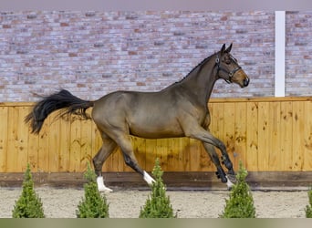 KWPN, Caballo castrado, 3 años, 168 cm, Castaño oscuro