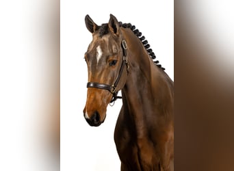 KWPN, Caballo castrado, 3 años, 168 cm, Castaño oscuro