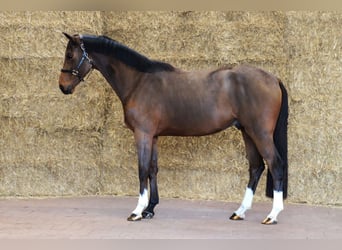 KWPN, Caballo castrado, 3 años, 168 cm, Castaño oscuro