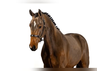 KWPN, Caballo castrado, 3 años, 168 cm, Castaño oscuro