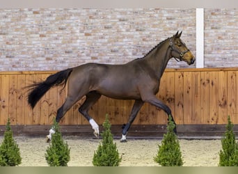 KWPN, Caballo castrado, 3 años, 168 cm, Castaño oscuro