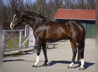 KWPN, Caballo castrado, 3 años, 168 cm, Castaño oscuro