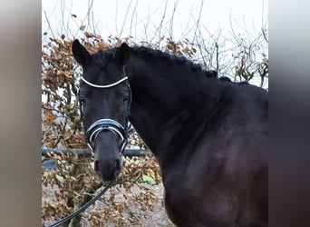 KWPN, Caballo castrado, 3 años, 168 cm, Morcillo