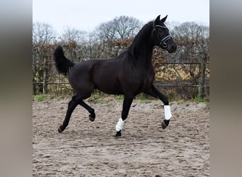 KWPN, Caballo castrado, 3 años, 168 cm, Morcillo