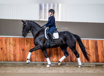 KWPN, Caballo castrado, 3 años, 168 cm, Negro