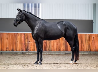 KWPN, Caballo castrado, 3 años, 168 cm, Negro