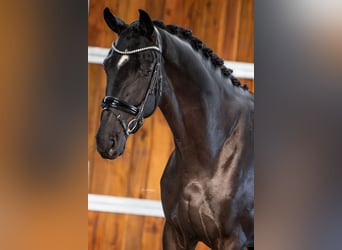 KWPN, Caballo castrado, 3 años, 168 cm, Negro