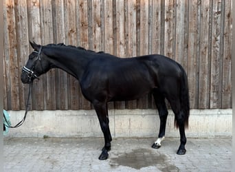 KWPN, Caballo castrado, 3 años, 168 cm, Negro