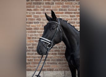 KWPN, Caballo castrado, 3 años, 168 cm, Negro
