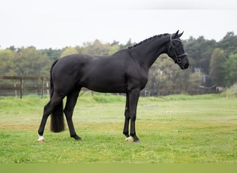 KWPN, Caballo castrado, 3 años, 168 cm, Negro