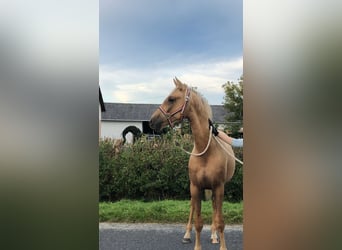 KWPN, Caballo castrado, 3 años, 168 cm, Palomino