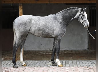 KWPN, Caballo castrado, 3 años, 168 cm, Tordo rodado