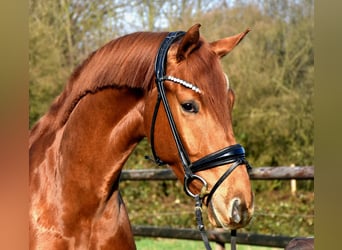 KWPN, Caballo castrado, 3 años, 169 cm, Alazán