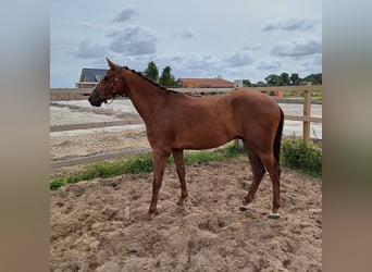 KWPN, Caballo castrado, 3 años, 169 cm, Alazán-tostado