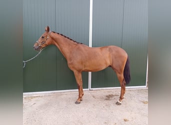 KWPN, Caballo castrado, 3 años, 169 cm, Alazán-tostado