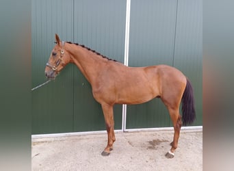 KWPN, Caballo castrado, 3 años, 169 cm, Alazán-tostado