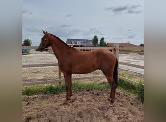 KWPN, Caballo castrado, 3 años, 169 cm, Alazán-tostado