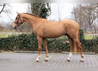 KWPN, Caballo castrado, 3 años, 169 cm