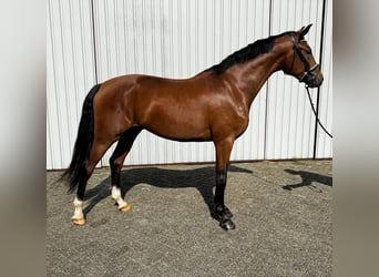 KWPN, Caballo castrado, 3 años, 169 cm, Castaño